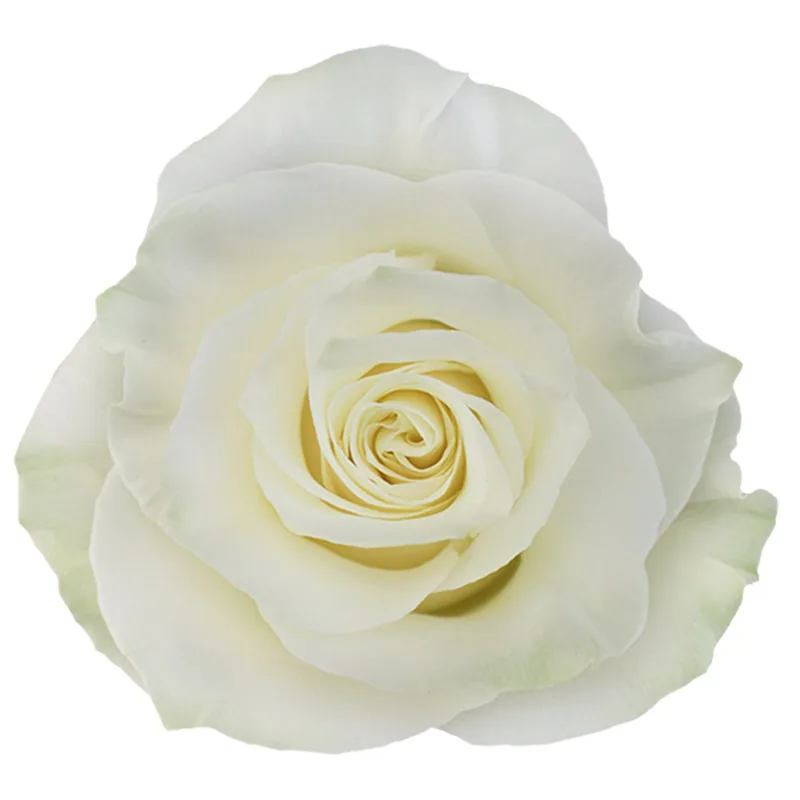 Mondial, white rose, grown in Magnaflor's own production at Cayambe, Ecuador