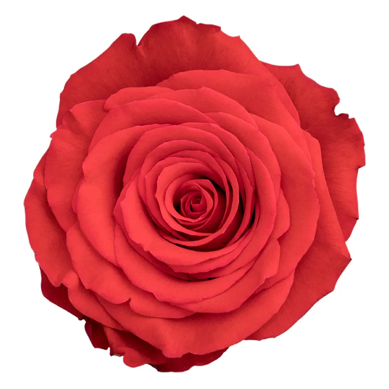 Nina, orange rose, grown in Magnaflor's own production at Cayambe, Ecuador