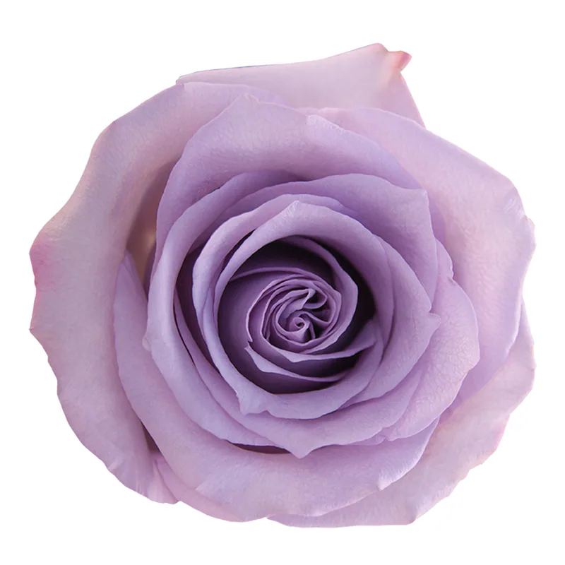 Rosas Ocean Song, cabezas malva suave