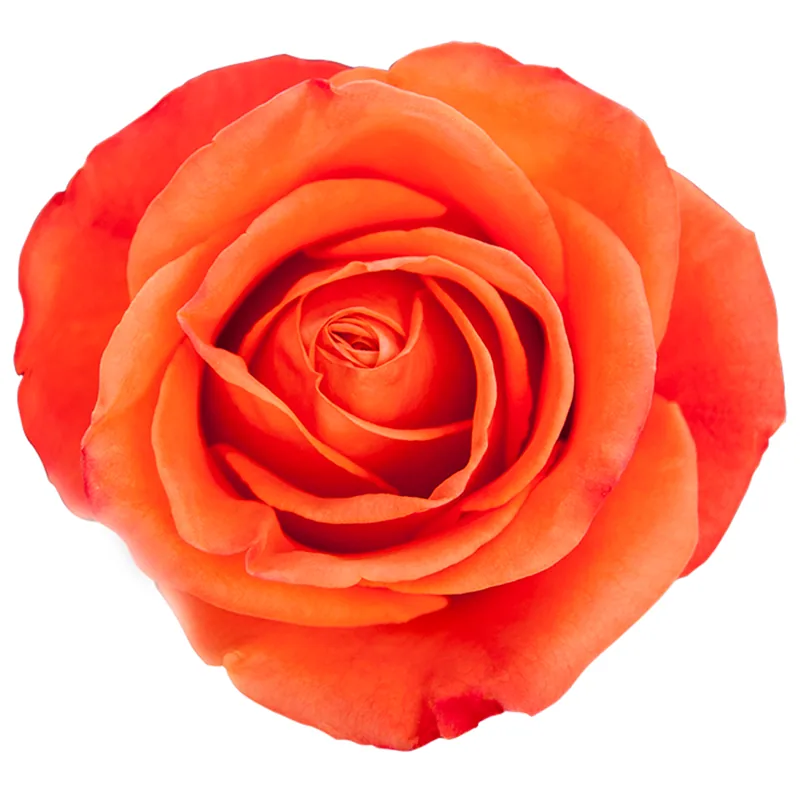 Orange Crush, orange rose, grown in Magnaflor's own production at Cayambe, Ecuador