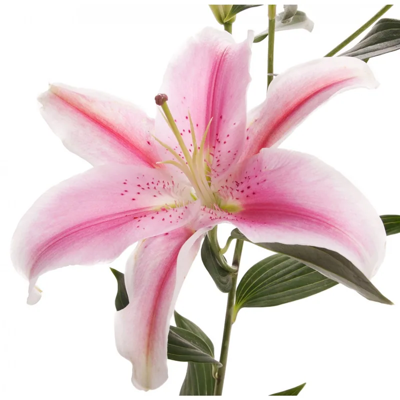 Tallos de lirio oriental, especialidad cultivada por socios