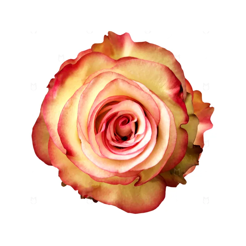 Paloma, bicolor rose, grown in Magnaflor's own production at Cayambe, Ecuador