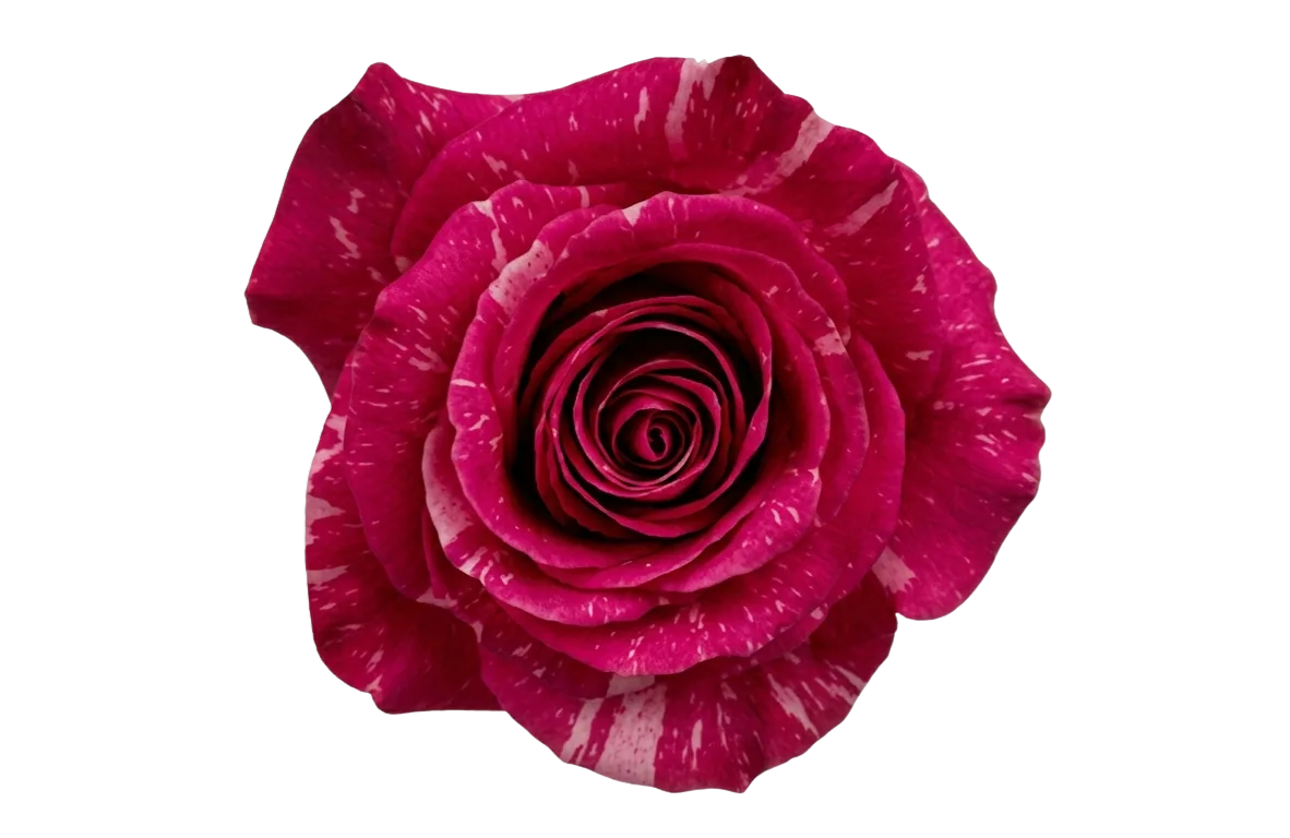 Pandora, hot-pink rose, grown in Magnaflor's own production at Cayambe, Ecuador