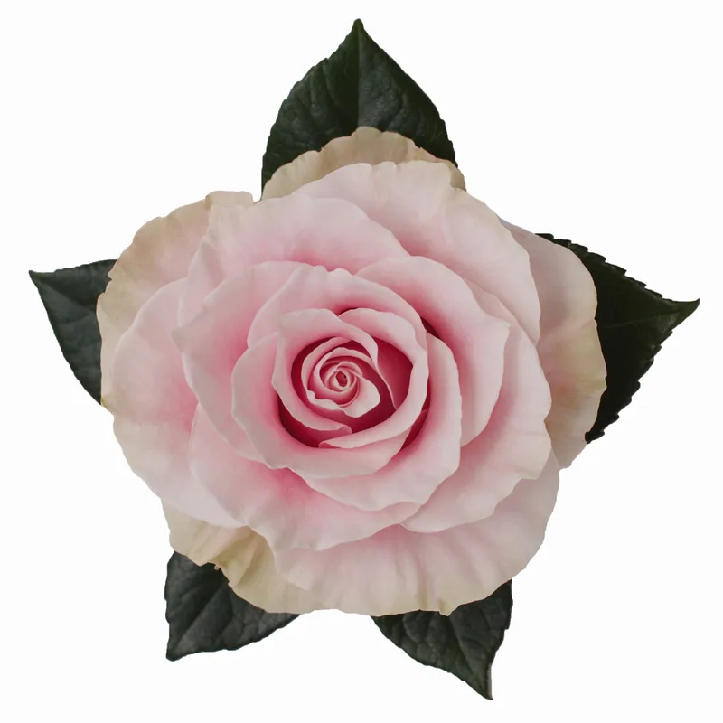 Pink Mondial, pink rose, grown in Magnaflor's own production at Cayambe, Ecuador