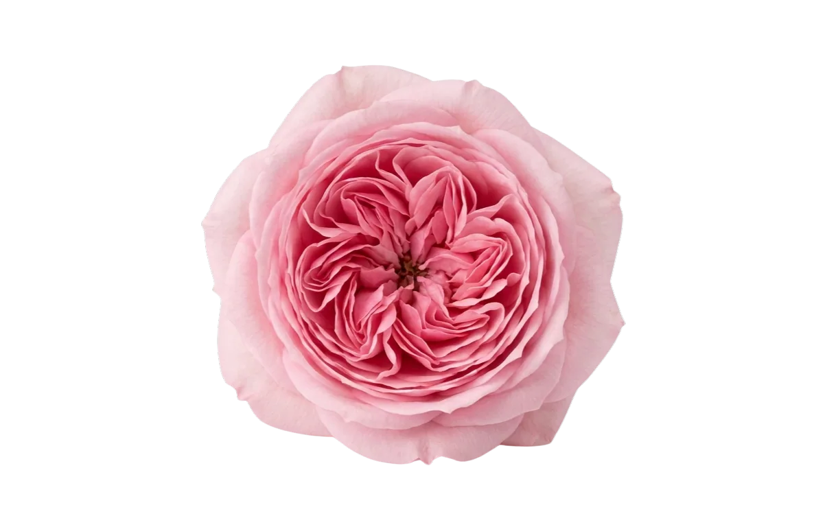 Pink Ohara, rosa de jardín rosada, cultivada en la producción propia de Magnaflor en Cayambe, Ecuador