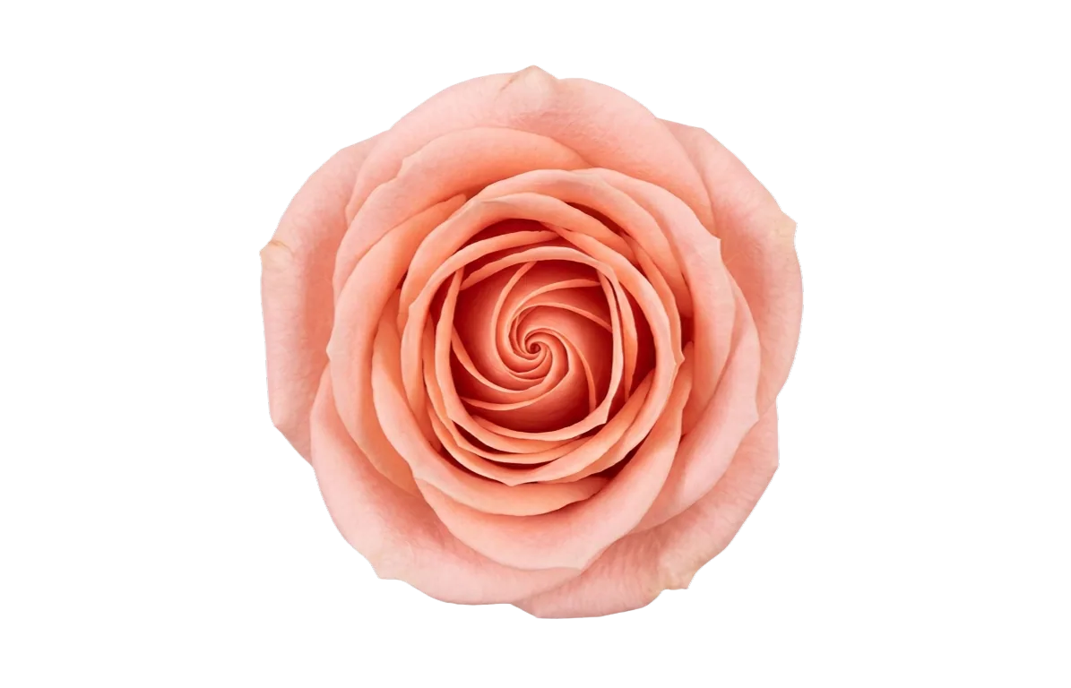 Tiffany, peach rose, grown in Magnaflor's own production at Cayambe, Ecuador