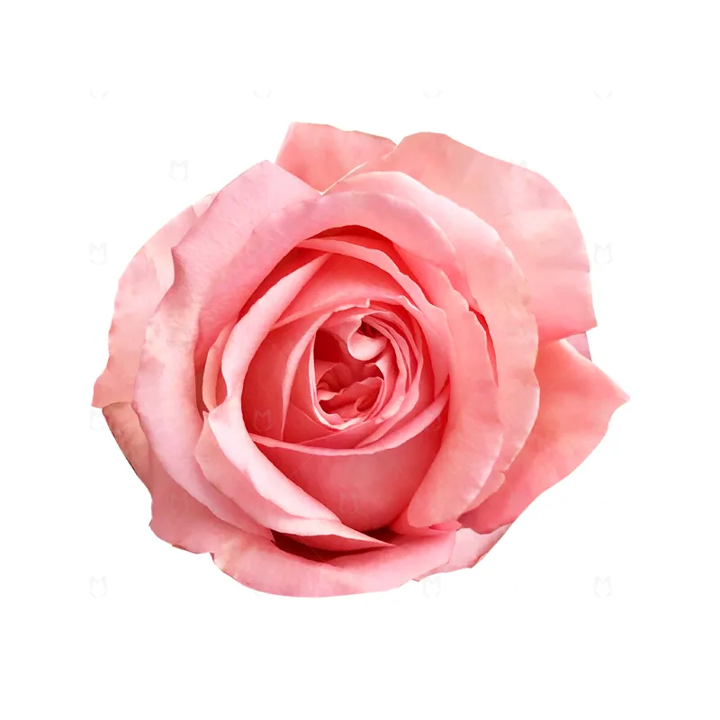 Pink Xpression, pink garden rose, grown in Magnaflor's own production at Cayambe, Ecuador