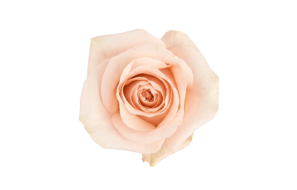 Pomarosa, pink rose, grown in Magnaflor's own production at Cayambe, Ecuador
