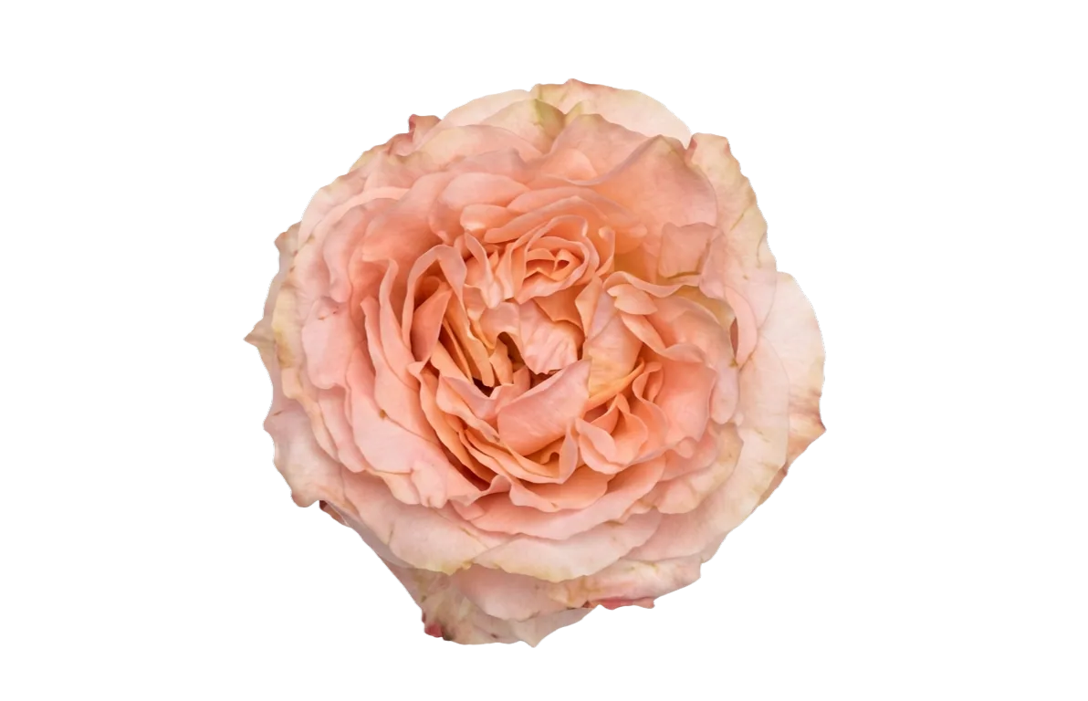 Princess Crown, peach garden rose, grown in Magnaflor's own production at Cayambe, Ecuador