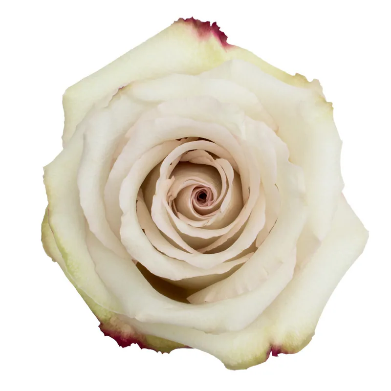 Quicksand, sand-neutral rose, grown in Magnaflor's own production at Cayambe, Ecuador