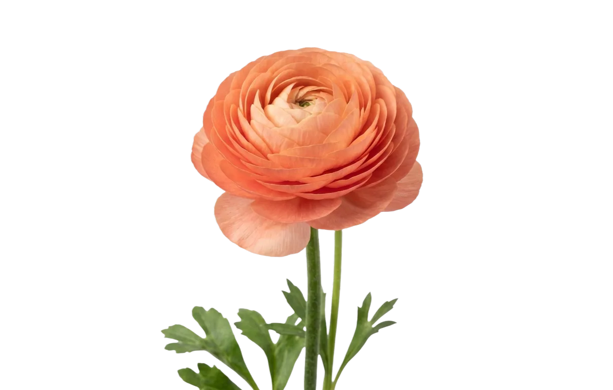 Ranunculus, pink specialty flower, from curated partner growers in the Ecuadorian and Colombian highlands