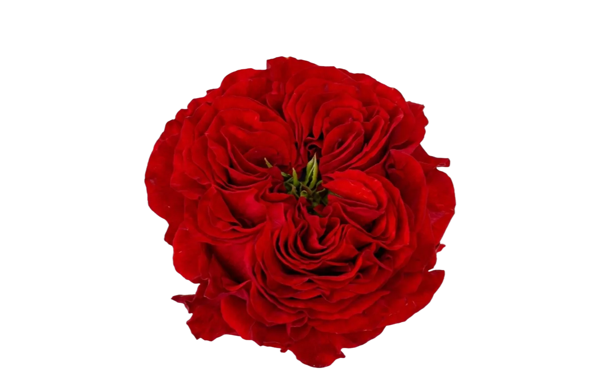 Red Monster, red garden rose, grown in Magnaflor's own production at Cayambe, Ecuador