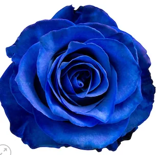Blue Tinted Rose, blue rose, grown in Magnaflor's own production at Cayambe, Ecuador