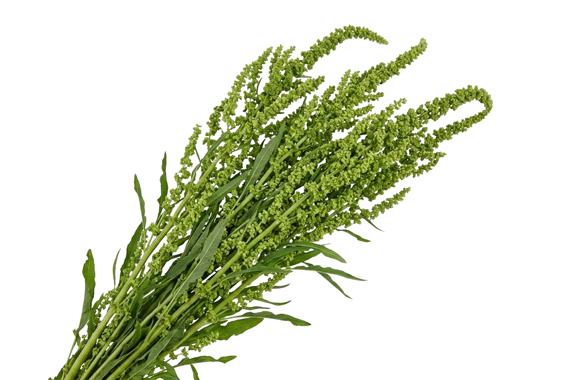 Rumex Green, green filler / greenery, from curated partner growers in the Ecuadorian and Colombian highlands