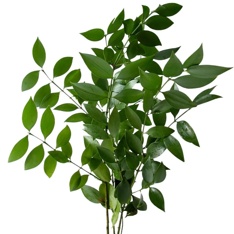 Ruscus, green filler / greenery, from curated partner growers in the Ecuadorian and Colombian highlands
