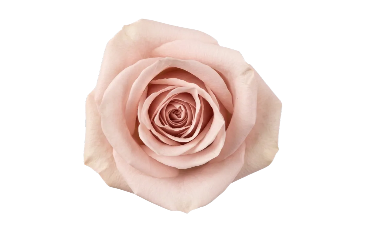 Salma, peach rose, grown in Magnaflor's own production at Cayambe, Ecuador