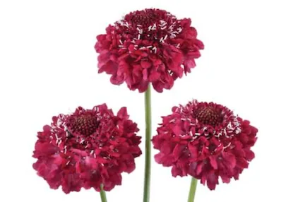 Scabiosa, purple filler / greenery, from curated partner growers in the Ecuadorian and Colombian highlands