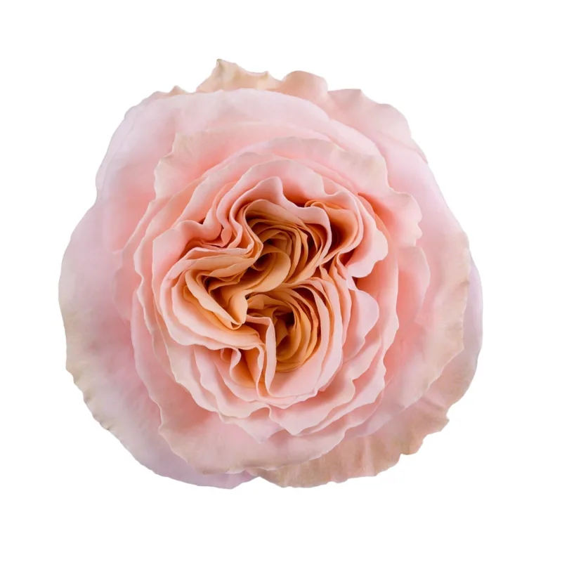 Shimmer, peach rose, grown in Magnaflor's own production at Cayambe, Ecuador