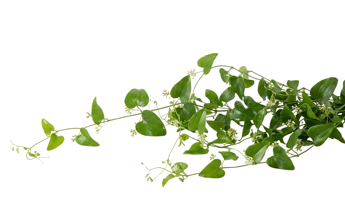 Smilax, green filler / greenery, from curated partner growers in the Ecuadorian and Colombian highlands