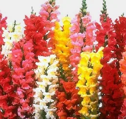 Snapdragon, pink specialty flower, from curated partner growers in the Ecuadorian and Colombian highlands