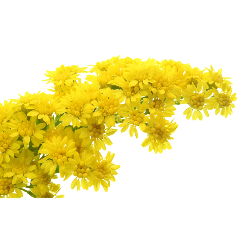 Solidago, yellow filler / greenery, from curated partner growers in the Ecuadorian and Colombian highlands