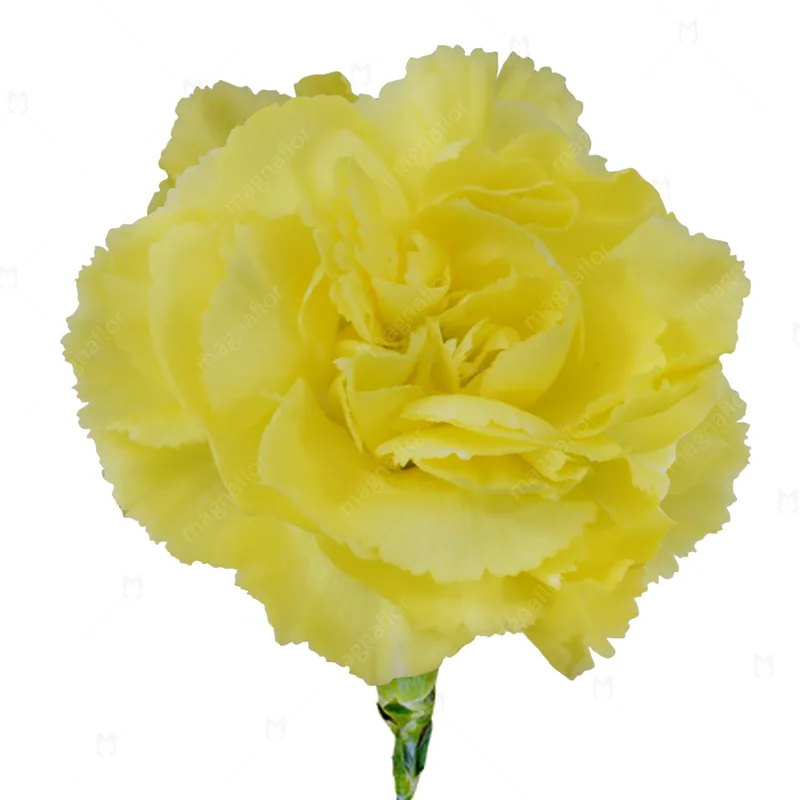 Spray Carnation, pink specialty flower, from curated partner growers in the Ecuadorian and Colombian highlands