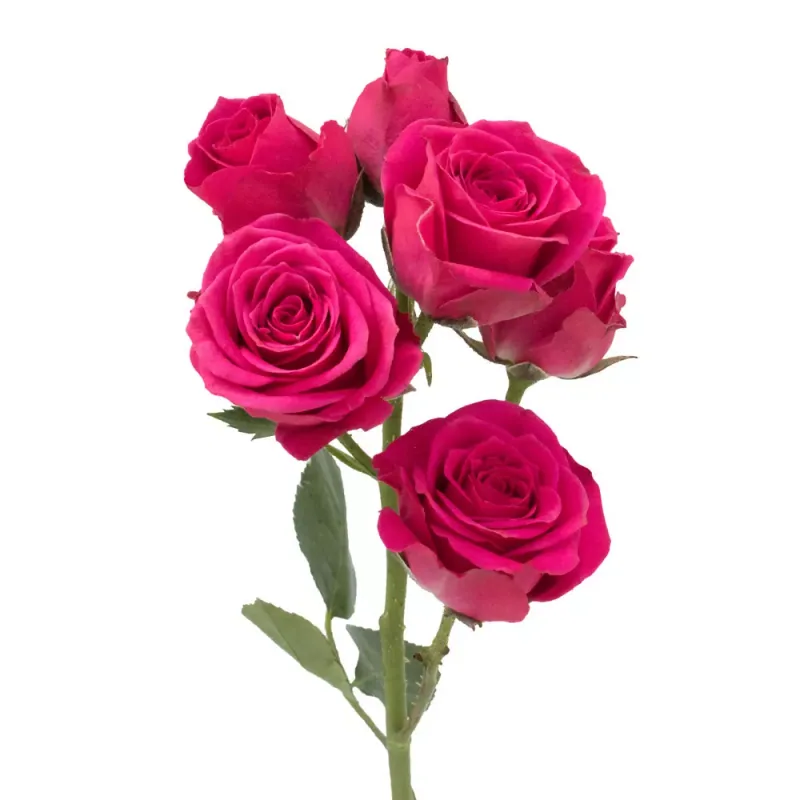 Spray Rose Hot Pink, hot-pink garden rose, grown in Magnaflor's own production at Cayambe, Ecuador