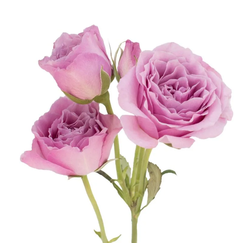 Spray Rose Lavender, lavender garden rose, grown in Magnaflor's own production at Cayambe, Ecuador