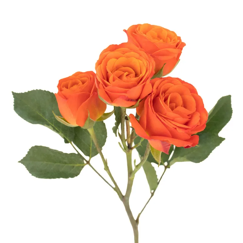 Spray Rose Orange, rosa de jardín naranja, cultivada en la producción propia de Magnaflor en Cayambe, Ecuador