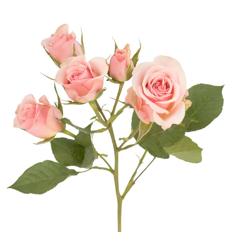 Spray Rose Peach, peach garden rose, grown in Magnaflor's own production at Cayambe, Ecuador