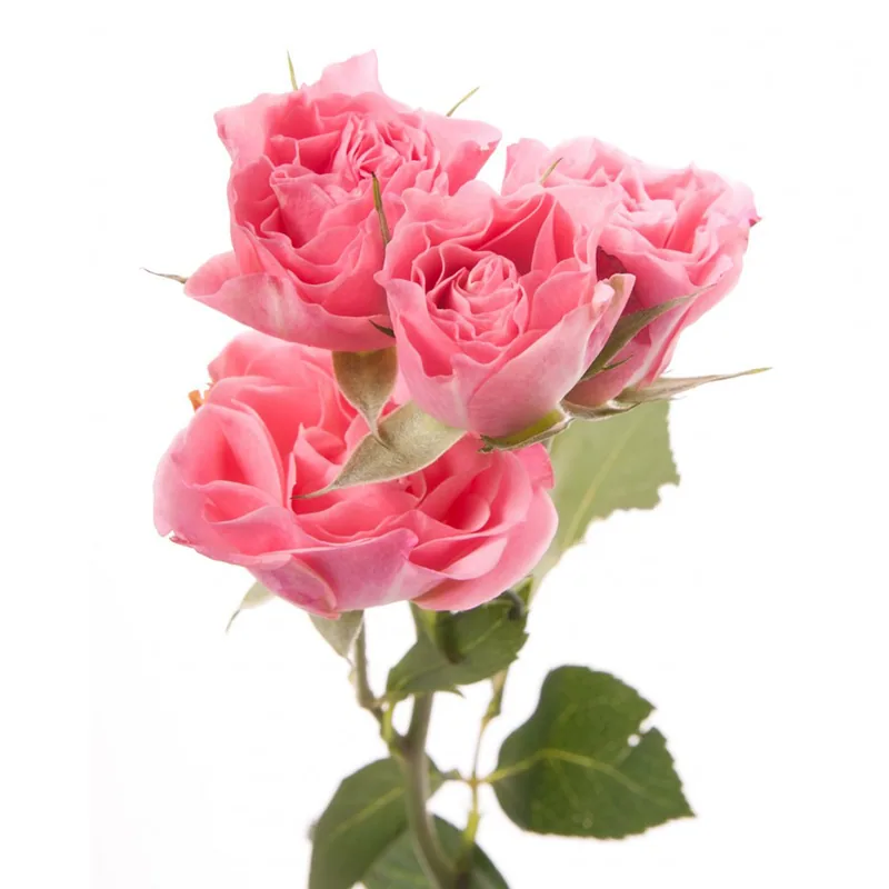 Spray Rose Pink, pink garden rose, grown in Magnaflor's own production at Cayambe, Ecuador