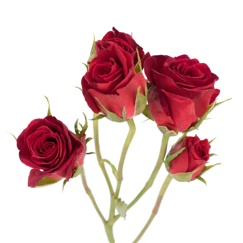 Spray Rose Red, red garden rose, grown in Magnaflor's own production at Cayambe, Ecuador