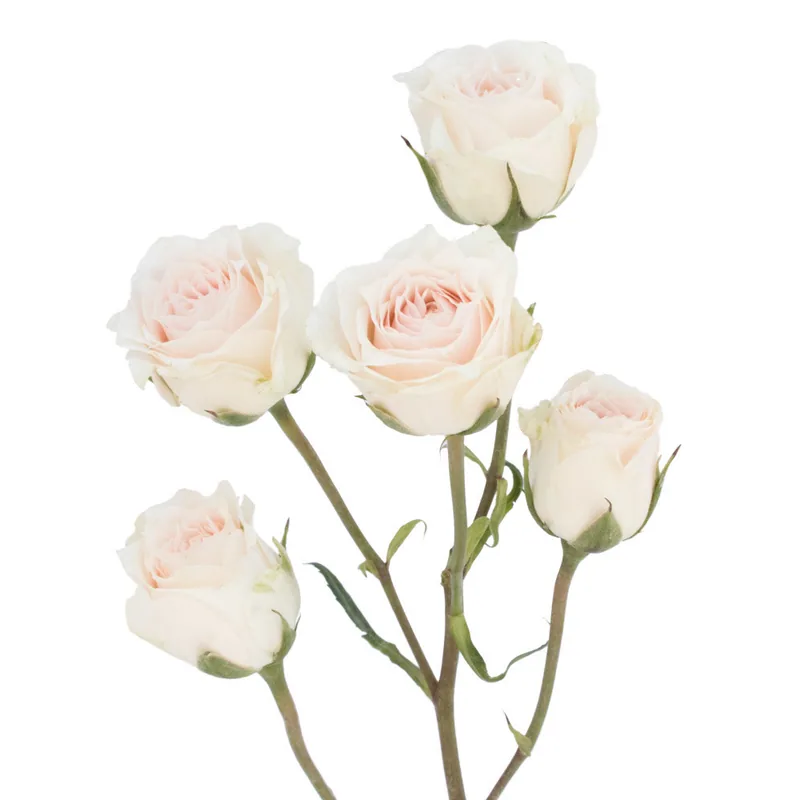 Spray Rose White, rosa de jardín blanca, cultivada en la producción propia de Magnaflor en Cayambe, Ecuador