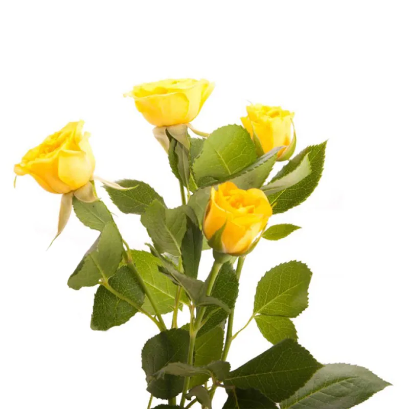 Spray Rose Yellow, yellow garden rose, grown in Magnaflor's own production at Cayambe, Ecuador