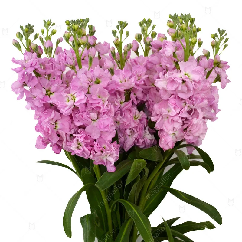 Stock, purple specialty flower, from curated partner growers in the Ecuadorian and Colombian highlands