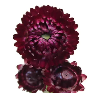 Strawflower, yellow filler / greenery, from curated partner growers in the Ecuadorian and Colombian highlands
