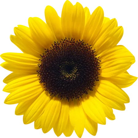 Sunflower, yellow specialty flower, from curated partner growers in the Ecuadorian and Colombian highlands