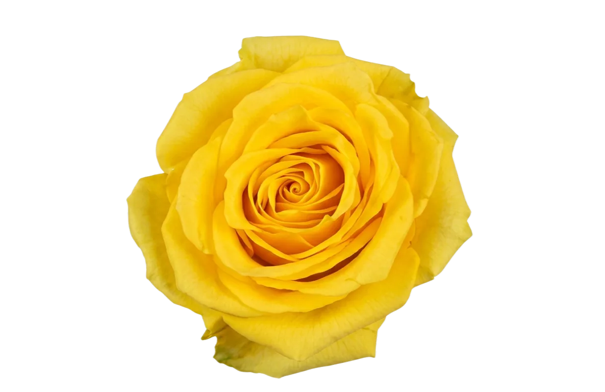 Super Sun, yellow rose, grown in Magnaflor's own production at Cayambe, Ecuador