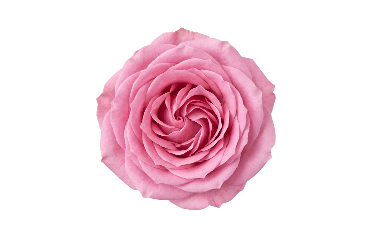 Sweet Unique, pink rose, grown in Magnaflor's own production at Cayambe, Ecuador