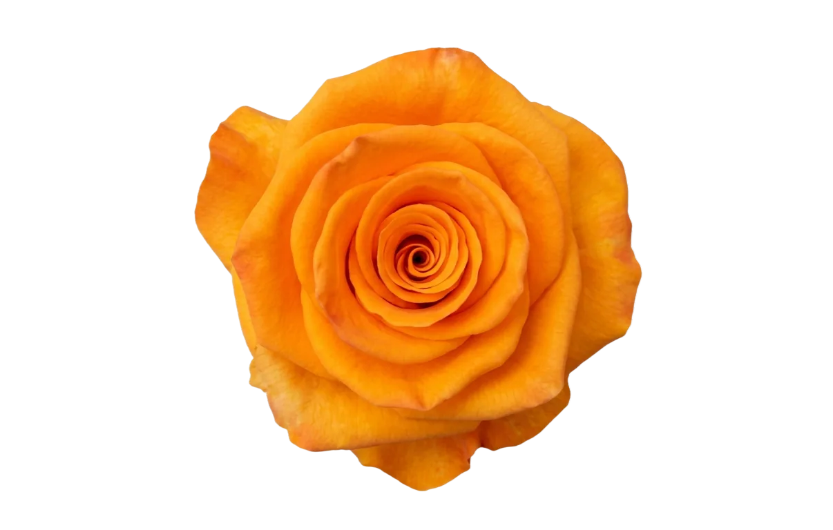 Tycoon, orange rose, grown in Magnaflor's own production at Cayambe, Ecuador