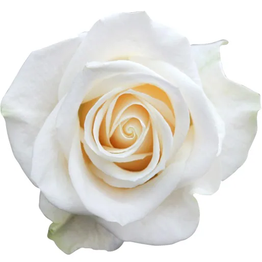 Vendela, white rose, grown in Magnaflor's own production at Cayambe, Ecuador