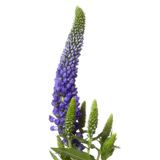 Veronica, purple specialty flower, from curated partner growers in the Ecuadorian and Colombian highlands