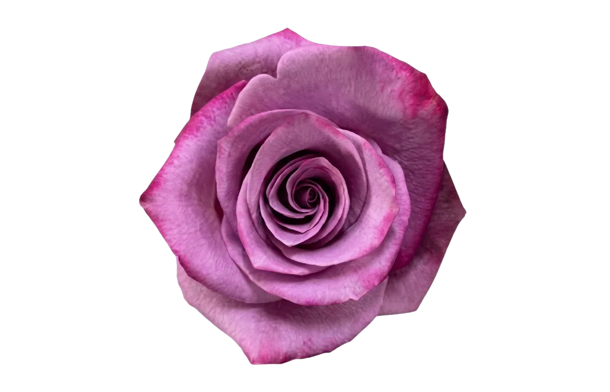 Violet Hill, lavender rose, grown in Magnaflor's own production at Cayambe, Ecuador